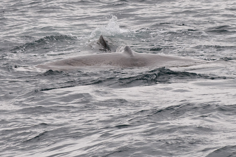 67 Kaskelotti 22.jpg - Pyrsto on myos suhteellisen iso vakaaja